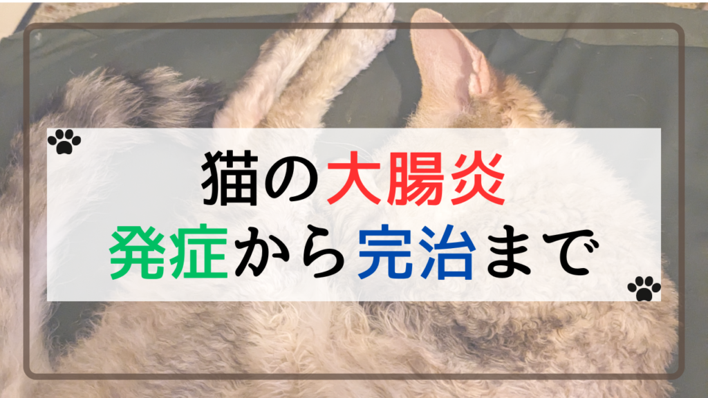 猫の大腸炎の発症から完治まで