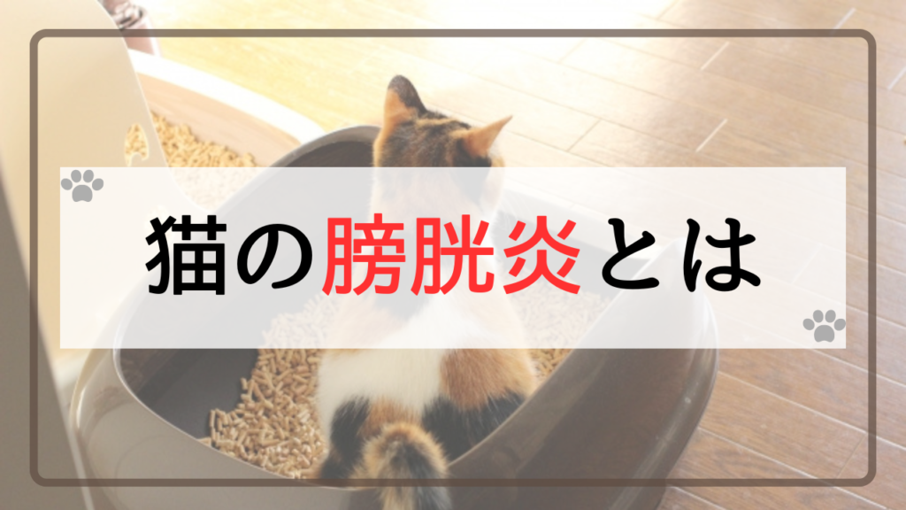 猫の膀胱炎とは