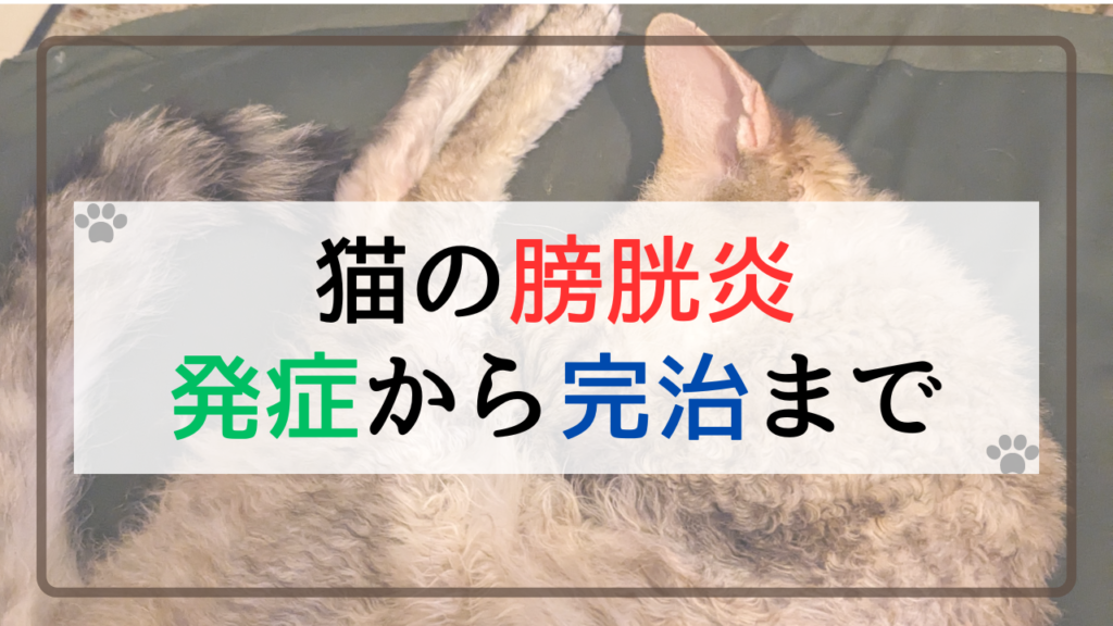 猫の膀胱炎の発症から完治まで