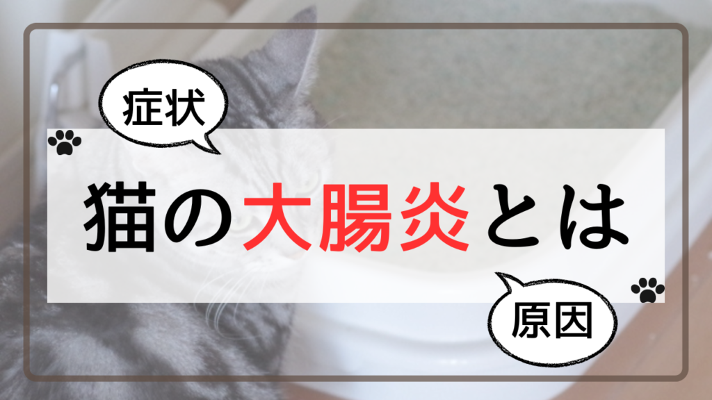 猫の大腸炎とは