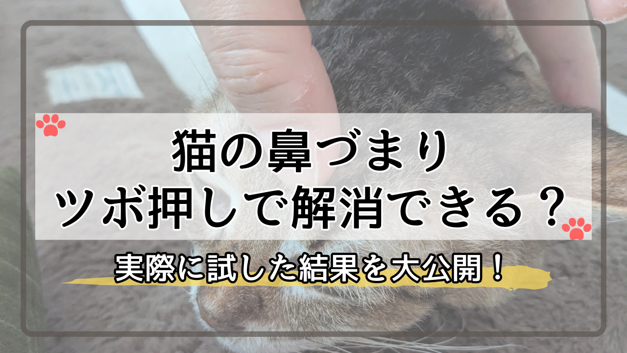 猫の鼻づまり ツボ押しで解消できる？ 実際に試した結果を大公開！