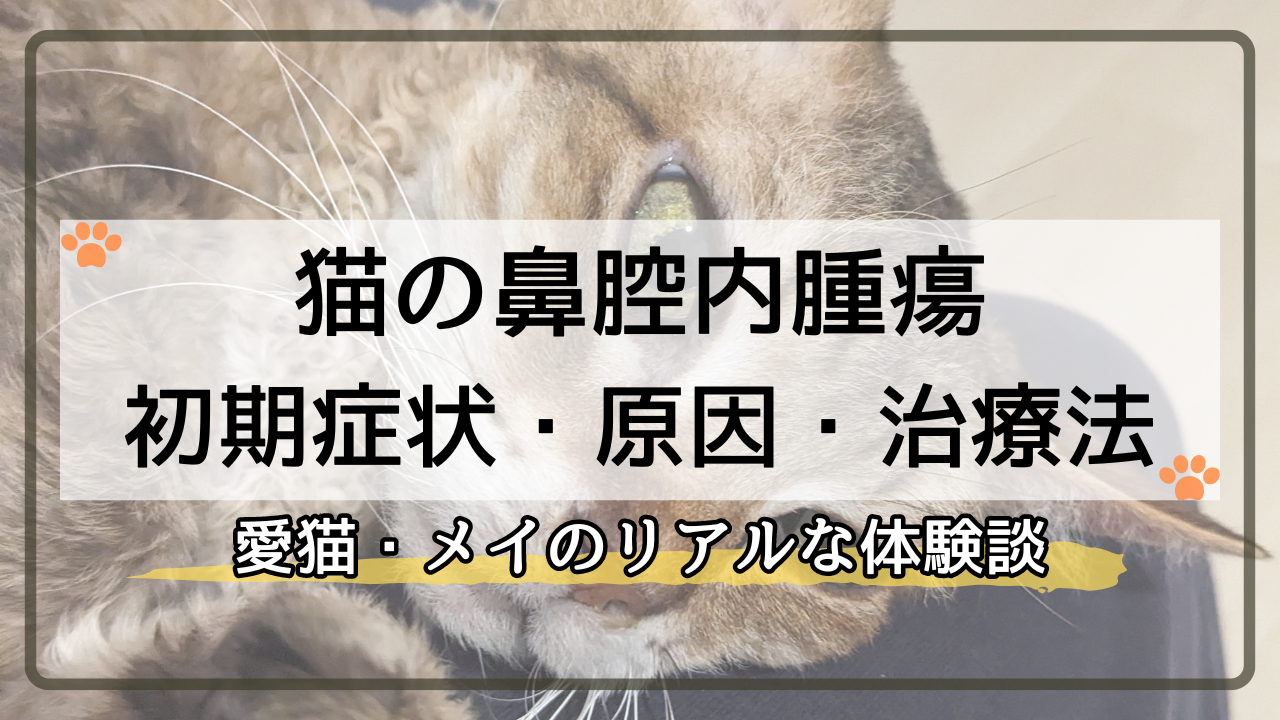 猫の鼻腔内腫瘍とは？初期症状・治療法など愛猫のリアルな体験談